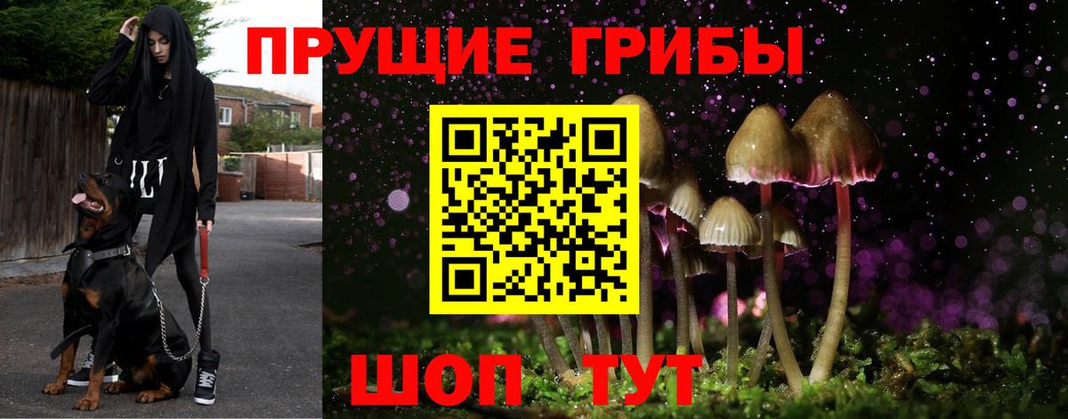 Карачаевск  купить наркоту  Вход с VPN  Псилоцибиновые грибы Psilocybine cubensis 